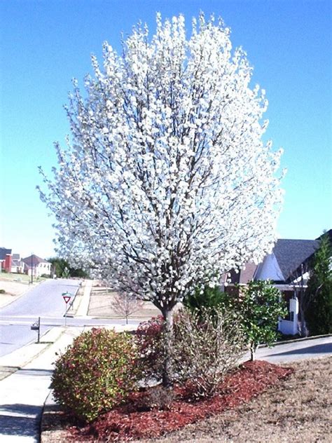 All varieties of this flowering tree will grow well when planted in full sun and well draining soil, but certain varieties do better in certain climates and growing zones. ornamental trees Hardiness zone: 4-8 Max. height 40' Max ...