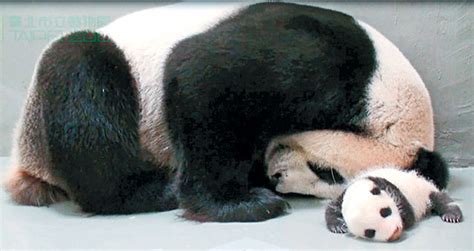 Northern California Angora Guild Found On The Net Panda Baby Reunited