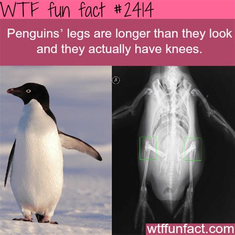Penguins S Legs Are Longer Than They Look Like