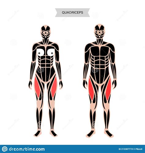 Muscular System Legs Stock Vector Illustration Of Anatomy 213387719
