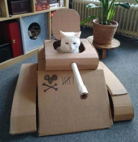 The Best Box I Have Ever Had Cat Tanks Funny Cat Pictures Funny
