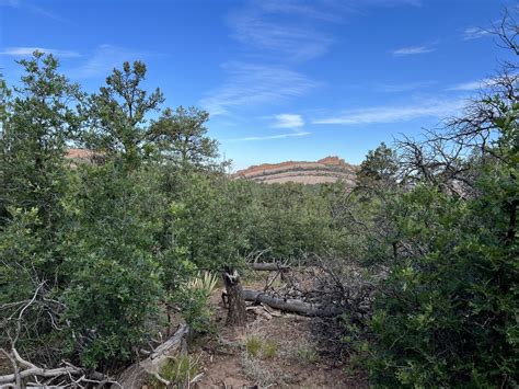 4.46 Acres, Box S Ranch/Burnt Timber Court, Ramah, NM 87321 | Land and Farm