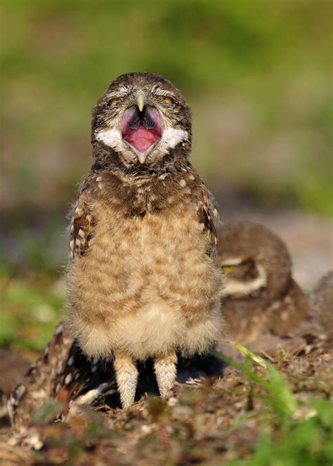 Morning Yawn A Young Burrowing Owl By Bill Dodsworth Photo 12035745