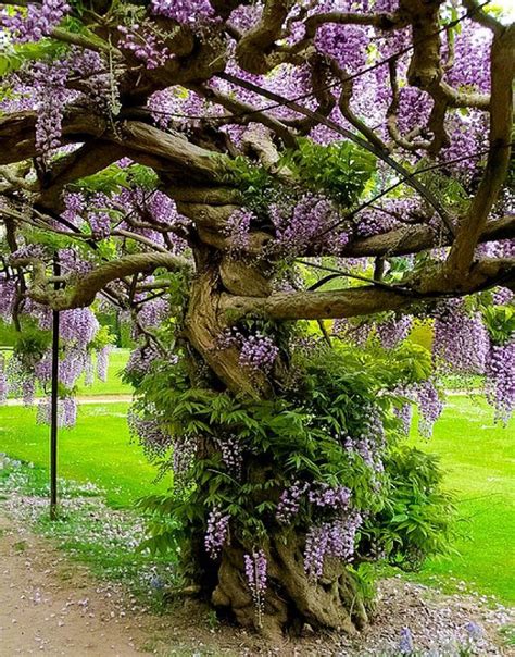 Check spelling or type a new query. wisteria in south carolina | Bonsai baum, Blumenbaum, Baum ...