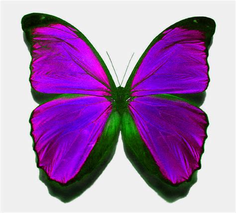 Real Purple Butterfly
