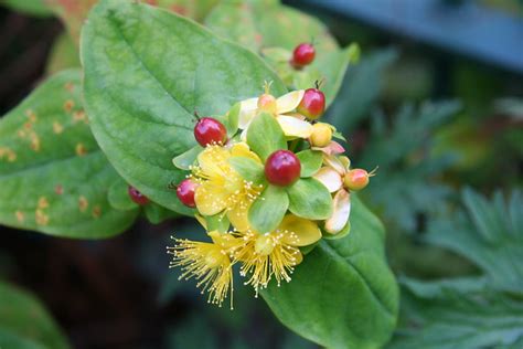 Red Berries And Yellow Flower Plant Flickr Photo Sharing