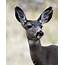 Mule Deer Doe Photograph By Steve McKinzie