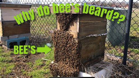 Why Bees Beard Youtube