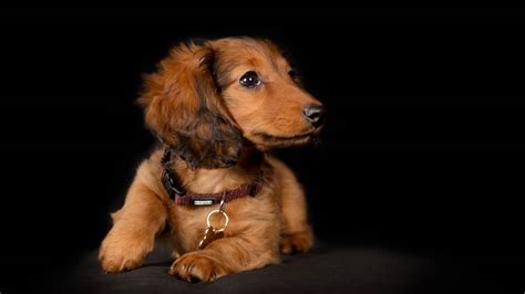 Long Haired Red Piebald Dachshund Meet The Cutest Dog Of All Time