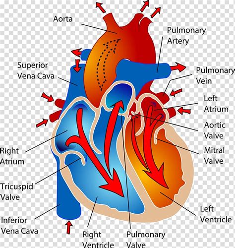 Circulatory System Anatomy Clipart Heart Clip Art Made By Teachers
