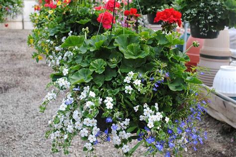 Hanging basket plants or flowers look enchanting, bring color to your yard, patio or home, and even attract butterflies and bees. Popular Plants For April and May