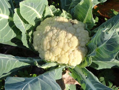 Cauliflower Looks To Become King Of The Early Spring Garden Caes Newswire