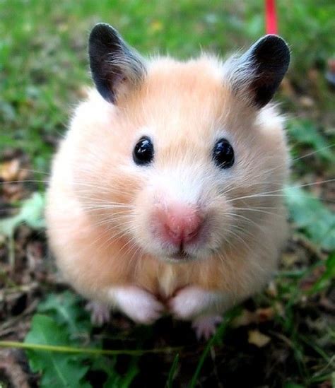 Fun And Interesting Facts About Hamsters Cute Hamsters Cute Animals