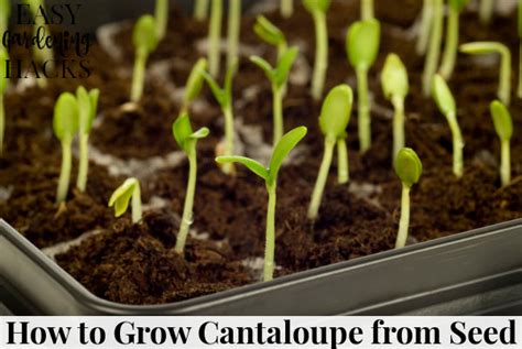 How To Grow Cantaloupe From Seed Easy Gardening Hacks