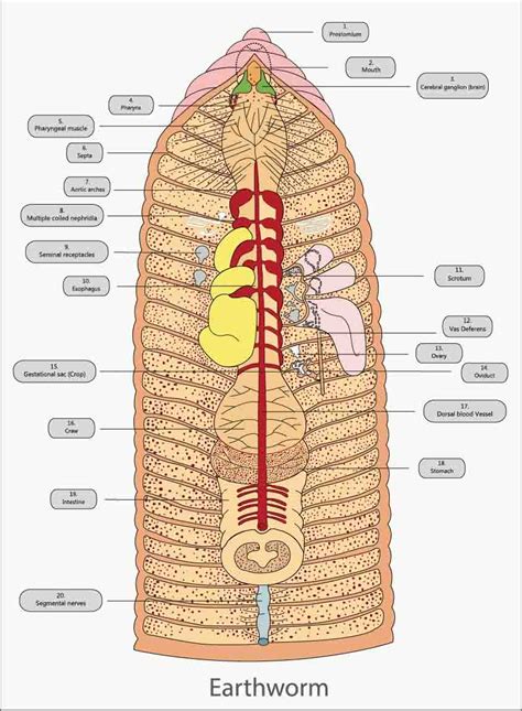 See for yourself what the cerebrum, cerebellum, spinal cord, gray and white matter, and other parts of the brain look like with this sheep brain dissection guide! All about earthworms | Welcome Wildlife