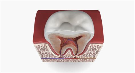 As shown in figure 2. 3d model #tooth #teeth #anatomy #human #dental #section # ...