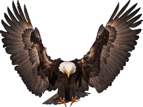 Bald Eagle Clip Art Eagle Wings Png Download 11351343 Free Images