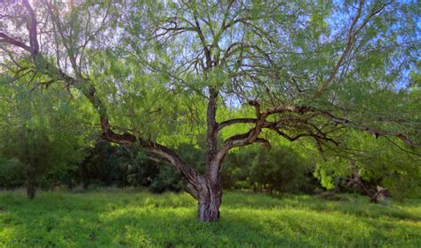 The Mesquite Tree Is The Tree Of Life Rgvision Magazine