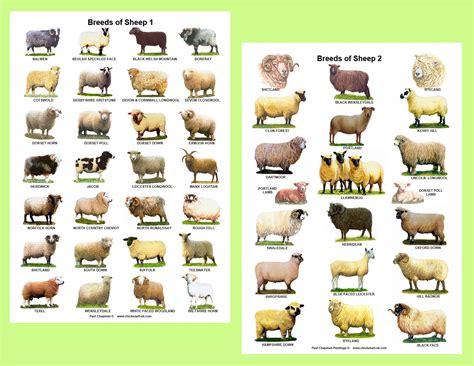 A4 Laminated Postersbreeds Of Sheep 2 Different Posters Etsy