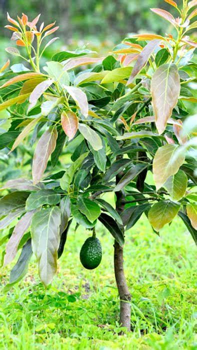 Avocado Tree Super Hass Variety Grafted