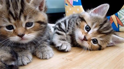 Cute Kittens Tear Down Their Home Youtube