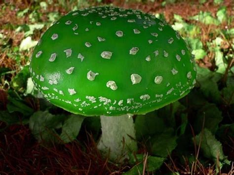 Amanita Viridis Rare Mushroom Mushrooms