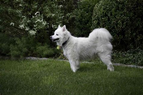 American Eskimo Dog Facts You Should Know With Pictures 2022