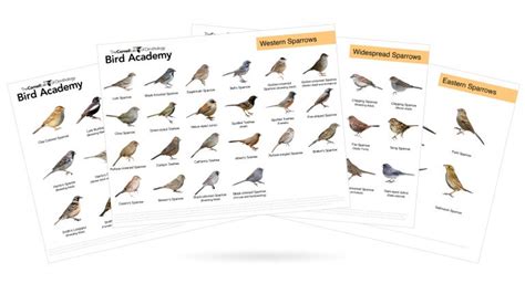 Be A Better Birder Sparrow Identification Bird Academy The Cornell Lab