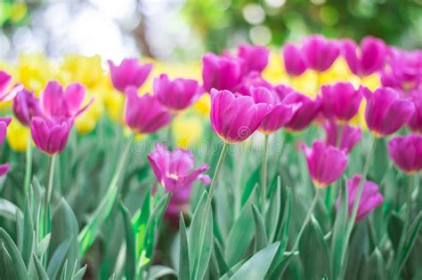 Pink Tulips Bloom In The Garden Stock Image Image Of Bokeh Beautiful