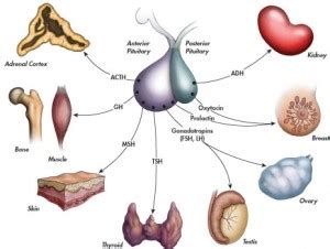 We did not find results for: Pengertian Hormon dan Fungsi Hormon - Definisi Pengertian ...
