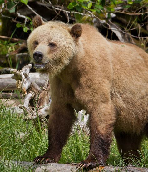 Grizzly Bear Adult Female Flickr Photo Sharing