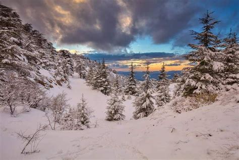 Sunset From Above Lebanon Shouf Reserve Cedar Tree Snow