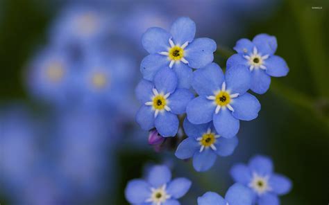Forget Me Not 10 Wallpaper Flower Wallpapers 39967