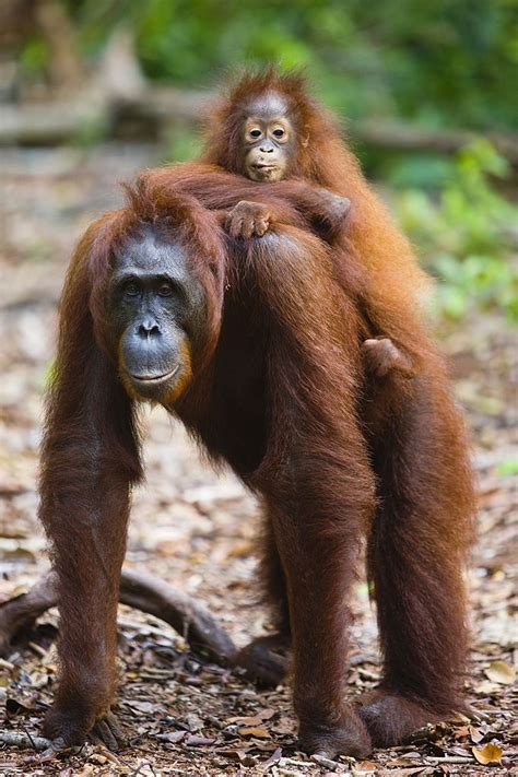 Orangutan Pongo Pygmaeus Orangutan Orangutang Primates