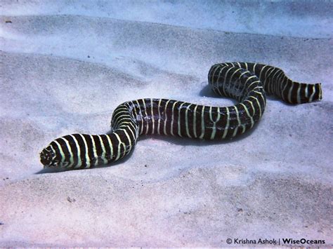 Zebra Eel