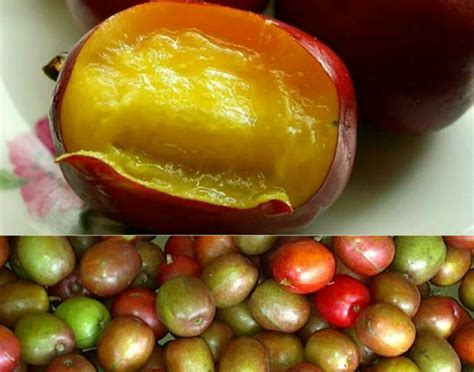 Jamaican Hog Plum Nutritional Facts And The Recipe For A Tasty Jam