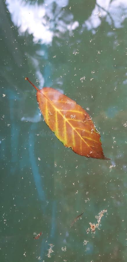 Orange Autumn Leaf Floating On Water In A Park Stock Photo Image Of
