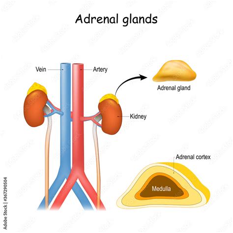 Structure And Cross Section Of Suprarenal Glands Stock Vector Adobe