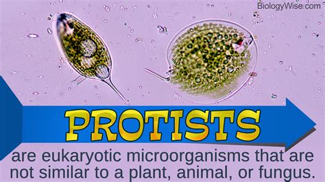 Types Of Protists Biology Wise
