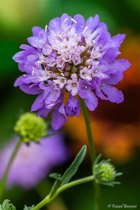 Discover The Allure Of Scabiosa Atropurpurea The Pincushion Flower