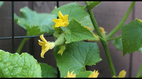Growing Cucumbers In Containers Update Small Space Garden Series