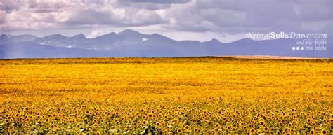 Rocky Mountain Sunflower Field Denver Photo Blog