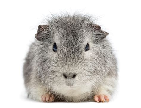 Premium Photo Swiss Teddy Guinea Pig Facing Looking At The Camera