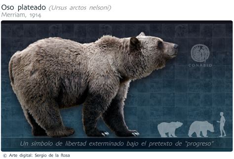 Este Antiguo Animal Llamado El “oso Plateado” U “oso Gris Mexicano