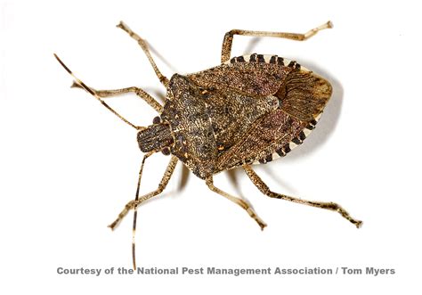Stink Bugs Stink Bug Pest Facts And Information For Kids