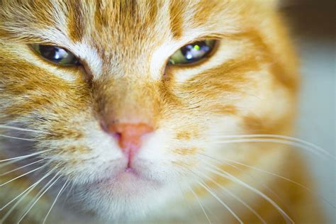 Droopy Eye In Cats Symptoms Causes Diagnosis Treatment Recovery