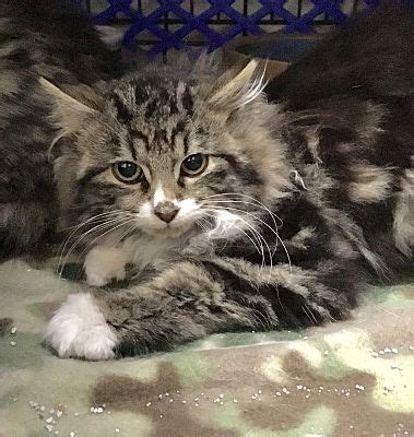 The maine coon cat is one of the largest domesticated breeds of felines. Maine Coon Cat Rescue Nj - Baby Kitten Milk Replacer