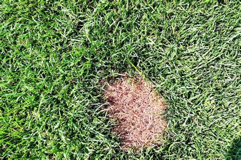 Lawn With Dead Spot Disease Cause Amount Of Damage To Green Lawns