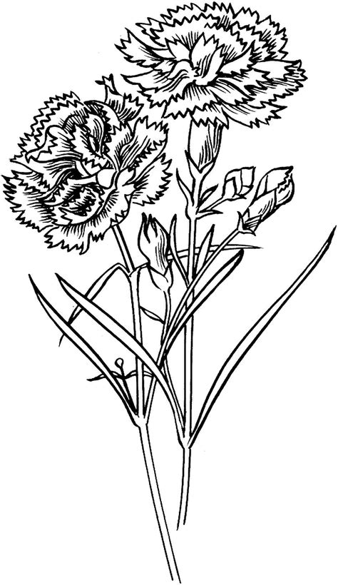36+ carnation coloring pages for printing and coloring. Carnation Flowers Coloring Pages Printable Free For ...