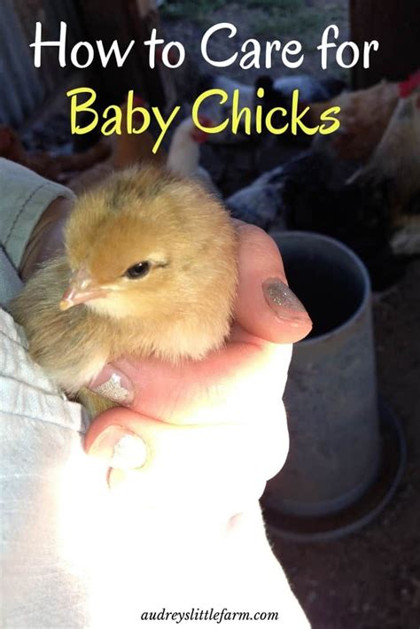 How To Care For Baby Chicks Audrey S Babe Farm Baby Chicks